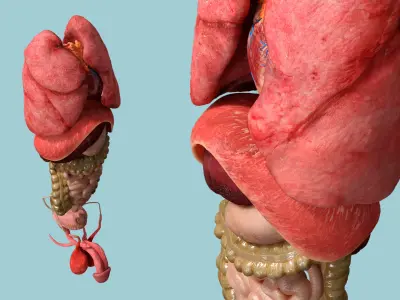 Male Internal Organs Anatomy 