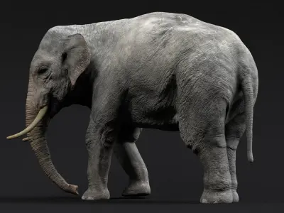  Asian Elephant(Rigged) 