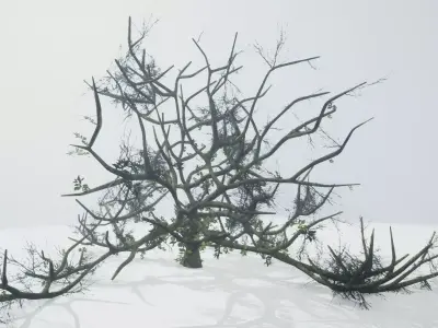 Tree Die Old Free low-poly 3D model