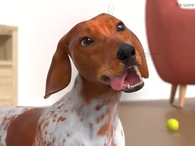  Short-Legged Hound with Dapple Coat Rigged for Maya 