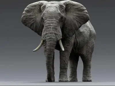  africaElephantAnatomy 3D 