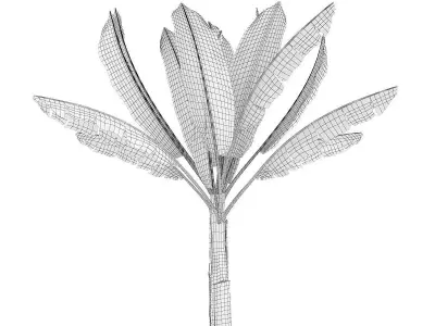 Banana Plant 3D model
