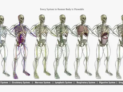 Full African American Male Anatomy 3D model