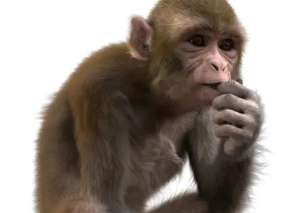  Monkey Fur Rigged 