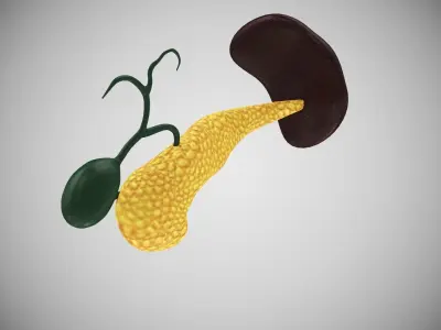 Pancreas and Spleen with Cross-Section 3D model