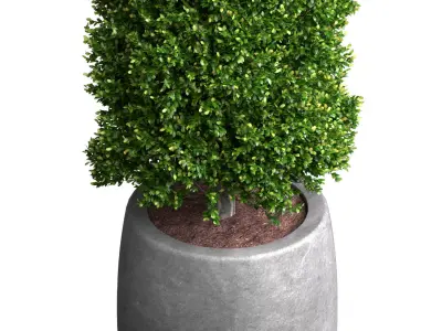 Decorative tree in garden planter Front Entrance Patio Porch 3D model