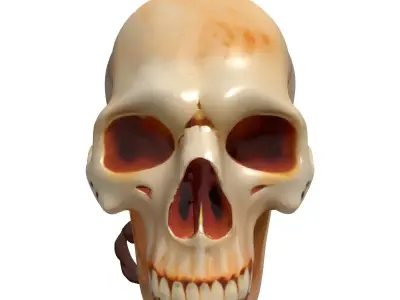 Stylized Elongated Skull with Rope Low-poly 3D model