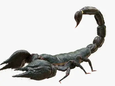  Scorpion (Rigged) 