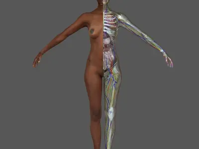Full African American Female Anatomy 3D model