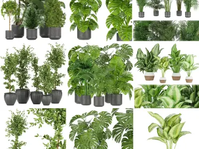 Collection plant indoor vol 5 3D Model Pack