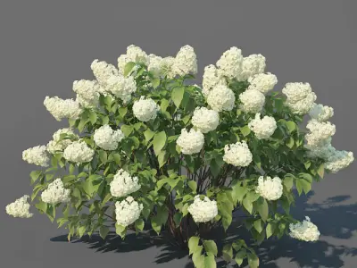 Hydrangea Paniculata Nr3 - Limelight XL - 3 variations 3D model