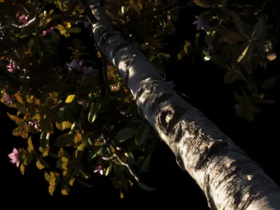 Magnolia All Pack 20 tree models plus GrowFX files 3D model