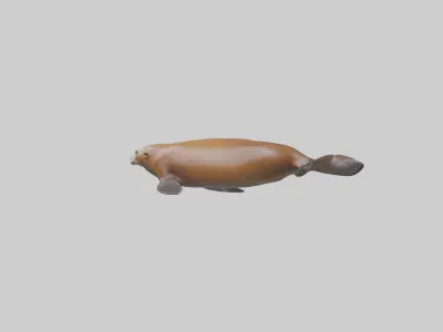 California Sea Lion swimming model Low-poly 3D model