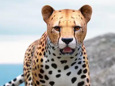 Cheetah with Cub Walking 