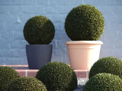Buxus Sempervirens - Boxwood 3D model