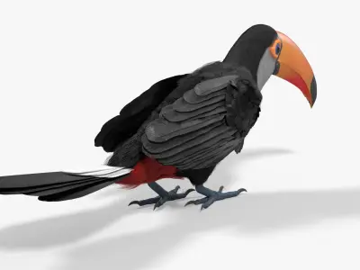  Wild Toucan Bird Fur For Blender 