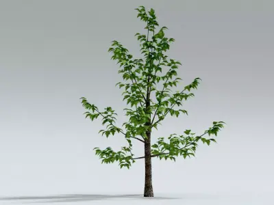 laos Norway Maple Acer platanoides 3D model