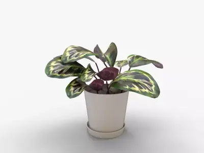 Calathea Medallion Stone 3D model