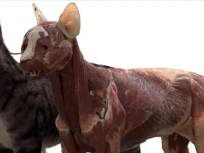  catAnatomy 3D 