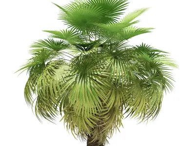 California Palm Tree 3D Model 5m 3D model