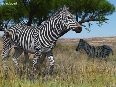  Striped Equine Running Fur 