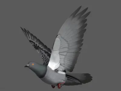  Dark Rock Pigeon (Animated) 