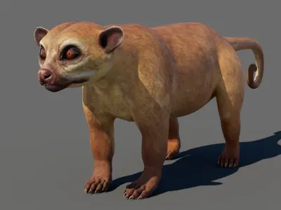  Kinkajou 3D 