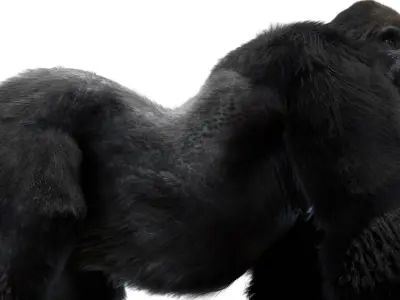  Mountain Gorilla Fur Rigged 3D 