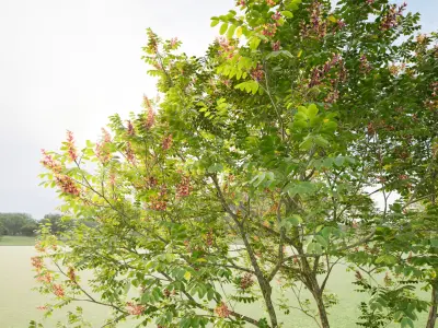 Twinmotion assets Amorpha fruticosa  3D model