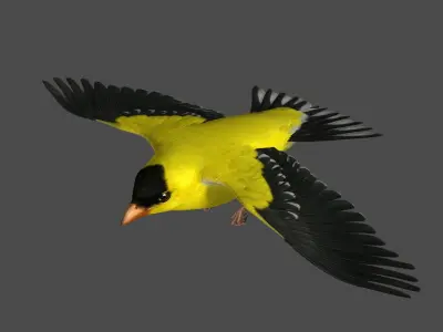  American Goldfinch (Animated) 