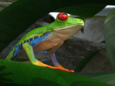 Idle Red Eyed Tree Frog Animated Rigged for Blender 