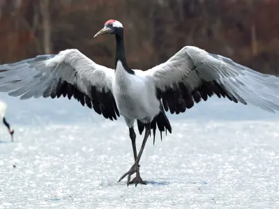  Red-crowned Crane Fur Animated Rigged 3D 