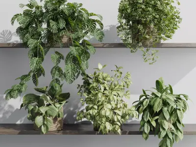 wall plant - set Indoor plant 408 plants on shelf Low-poly 3D model