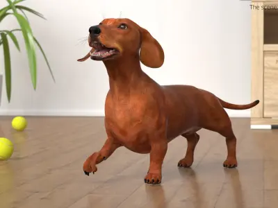  Smooth Dachshund Dog with Red Coat Rigged 