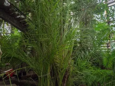 Photo Reference Pack Orangery Trees Nature Semi-Abandoned Texture