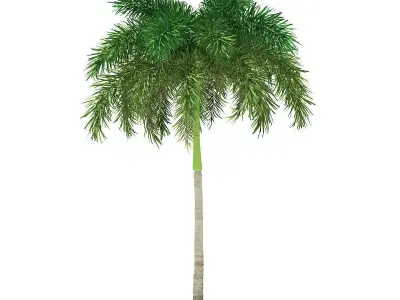 Foxtail Palm Tree 3D Model 7m 3D model