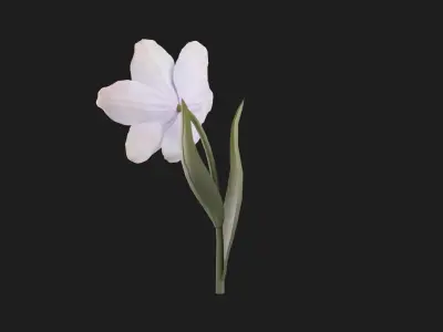 Tulip Flower Animated Low-poly 3D model