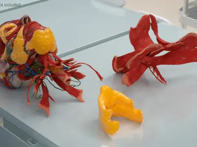  Human Fat Layer Anatomy 