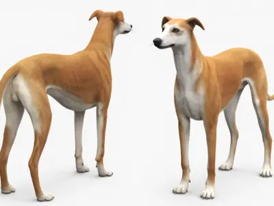 Adult Racing Greyhound Male Fawn Fur for Cinema 4D 