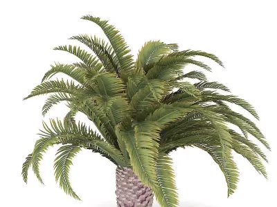Low Palm Tree 3D model