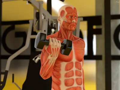  Anatomy Male Muscular System Biceps Curls Animated Rigged for Cinema 4D 