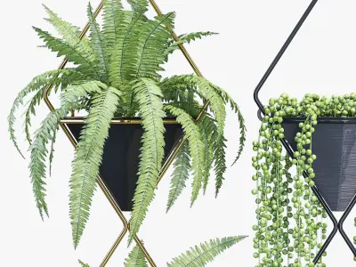 Rhombus group of plants hanging 3D model