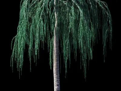 Cedrus Atlantica Glauca Pendula Cedar 3d model 3D model