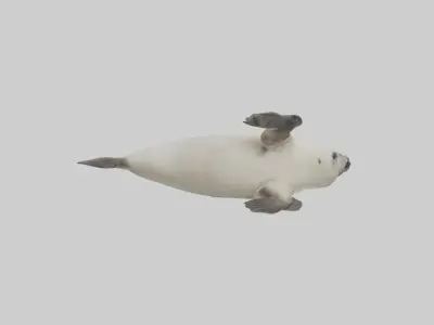 Seal pup playing model 3D model
