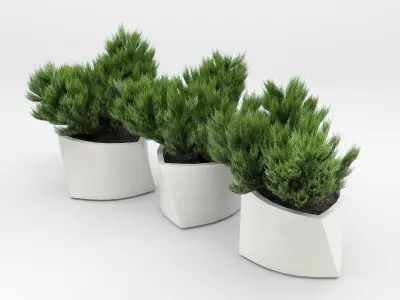 BILBAO Thuja 3D model