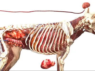  Shepherd Dog Anatomy 3D 