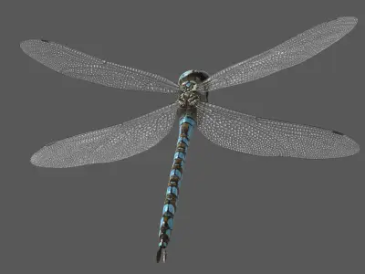  Dragonfly Paddle-tailed Darner 