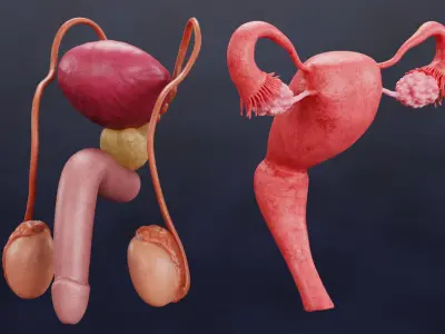  Human Reproductive System 