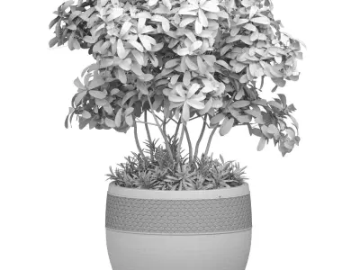 Ornamental plant tree shrub in a pot RH Indoor plant 3D model