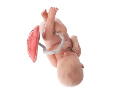  Fetus Week 37 Animated 
